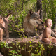 Image for article titled Alarming Study Finds Only 20% Of Unwanted Babies Adopted By Wild Animals